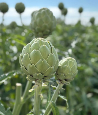 producción hortalizas