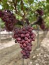 Uva Red Globe