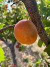 Albaricoque 