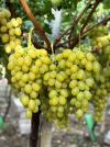 Uva Doña María 