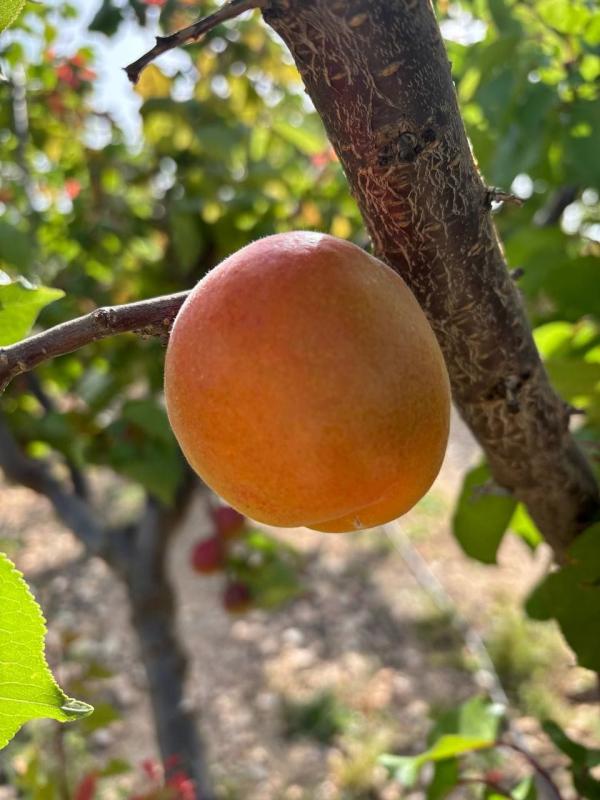 Albaricoque 