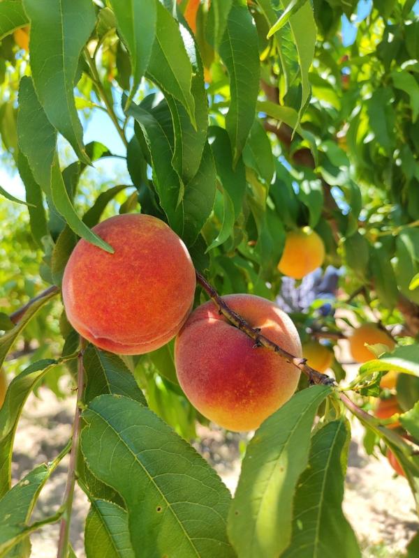 Melocotón 