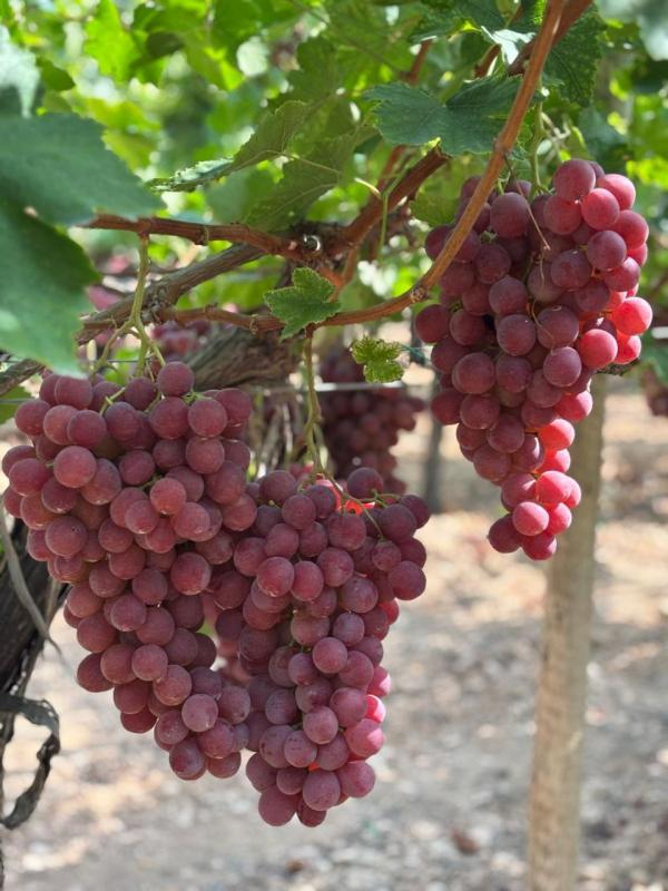 Uva Red Globe